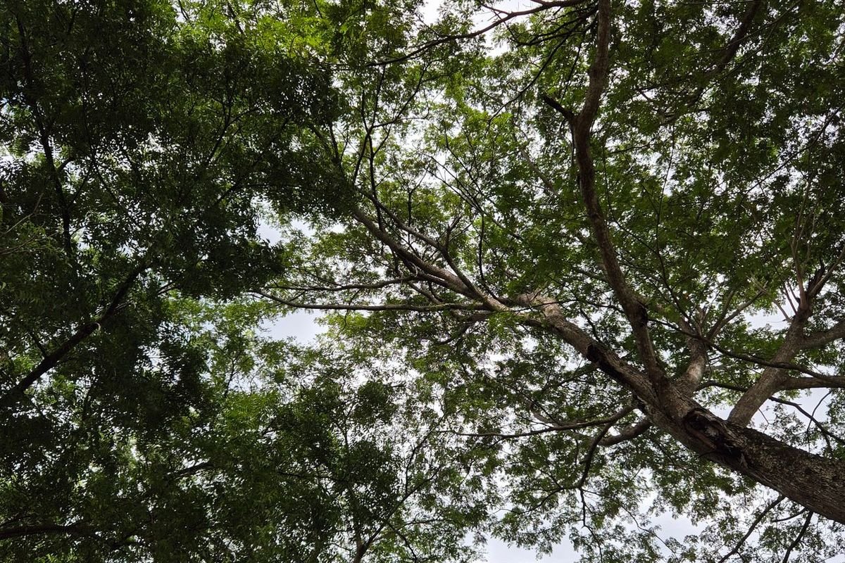 Green tree canopy with patches of sky showing