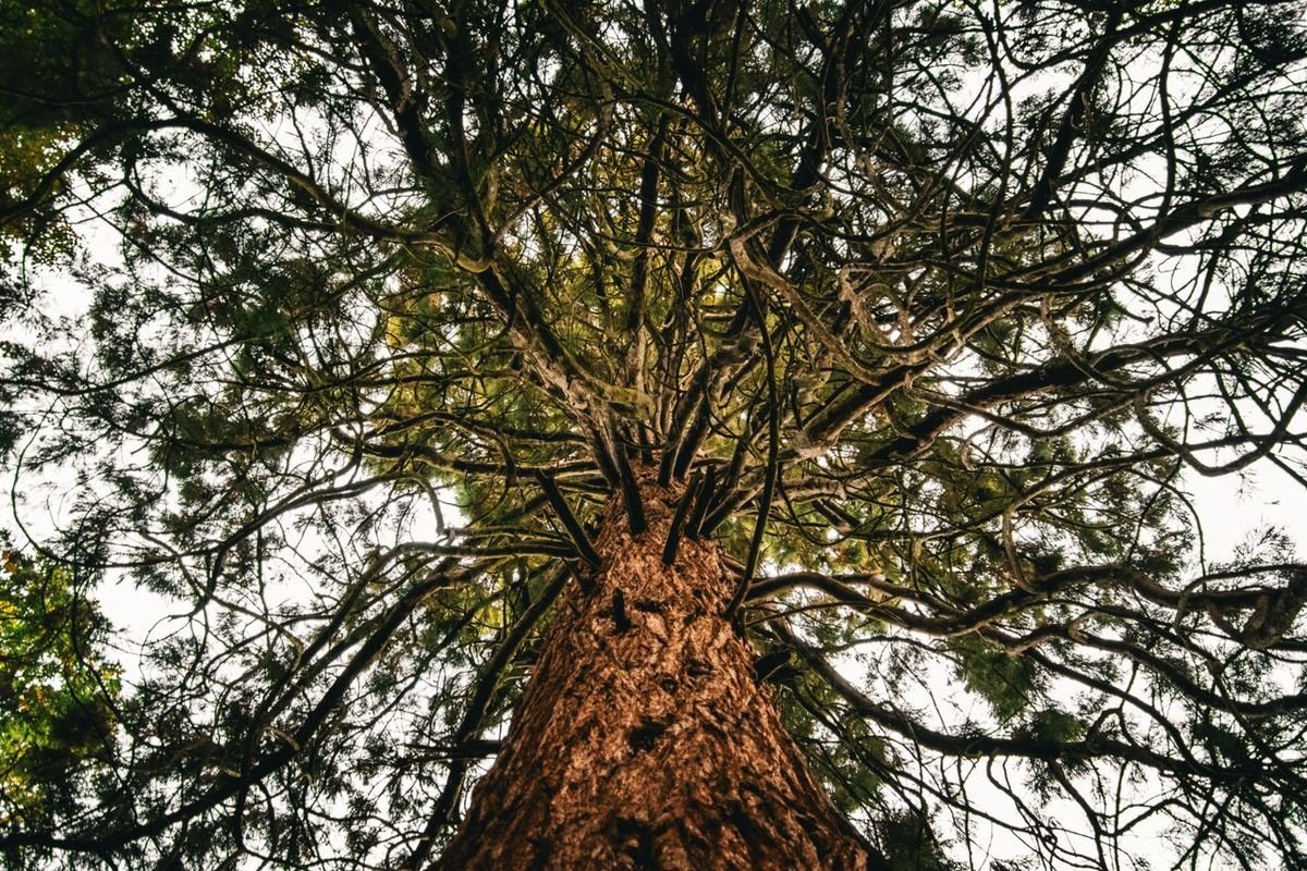 Looking up the trunk and branches of a tall tree