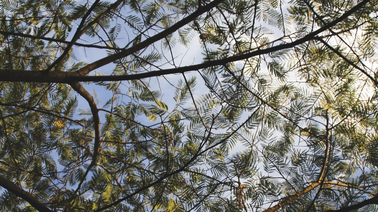 Tangled tree branches against a blue sky