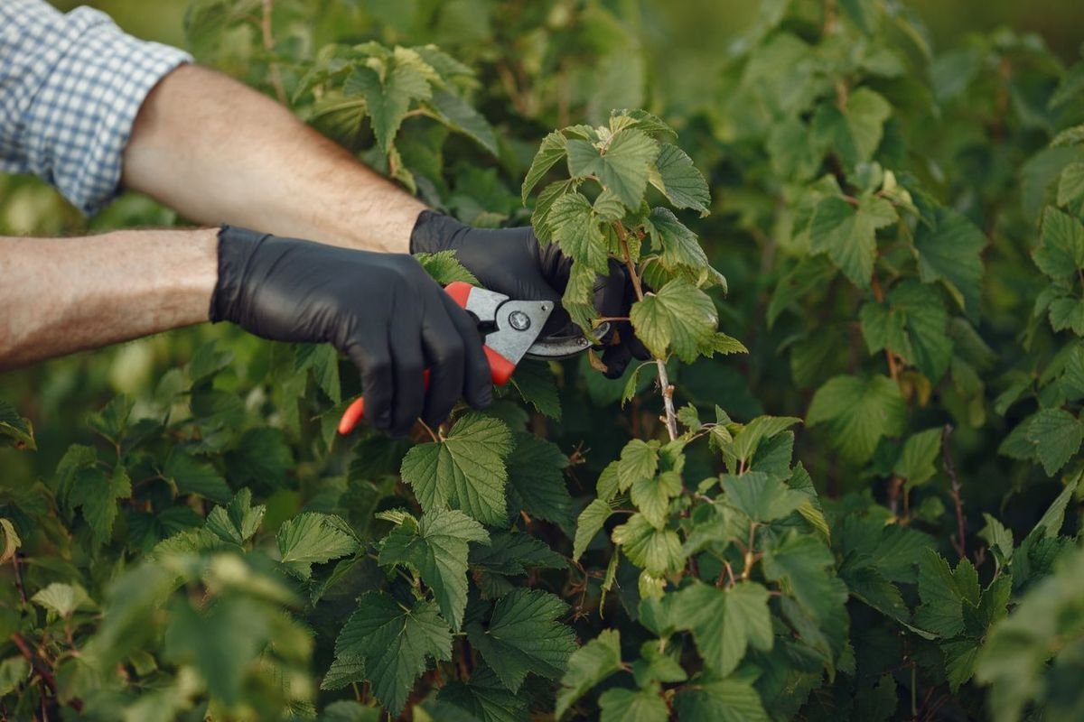 Gardener in gloves trimming a leafy shrub with shears