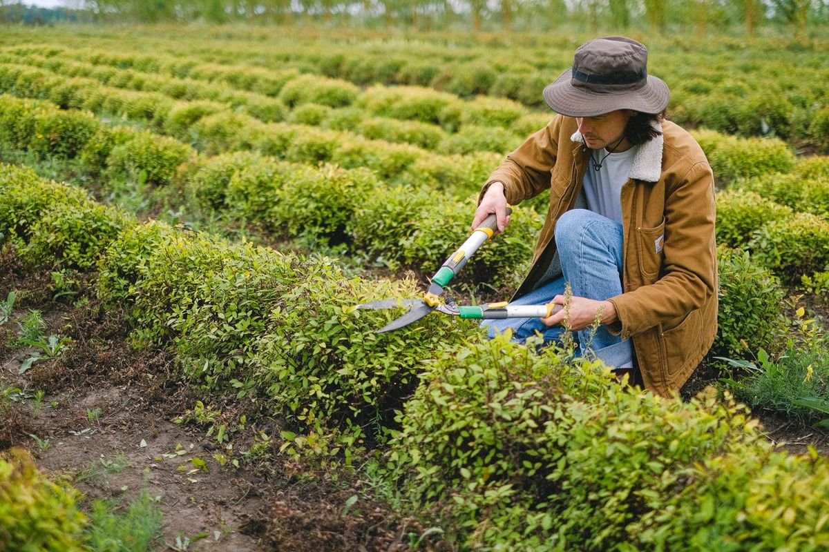 Woman trimming a hedge row in a planted field