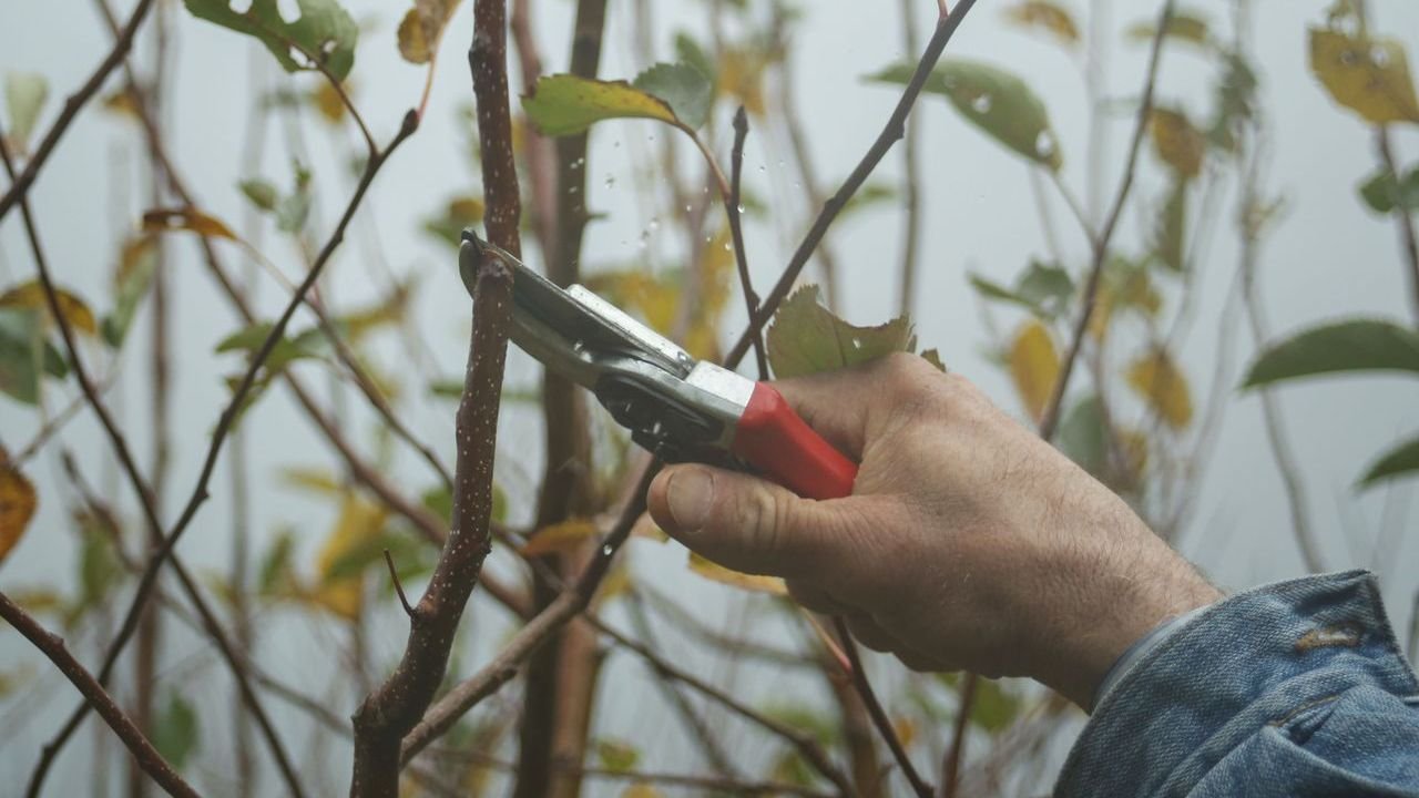 Hand holding red pruning shears against a leafy branch